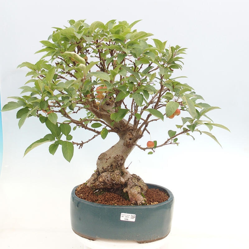Bonsai im Freien - Malus halliana - Kleinfruchtiger Apfelbaum