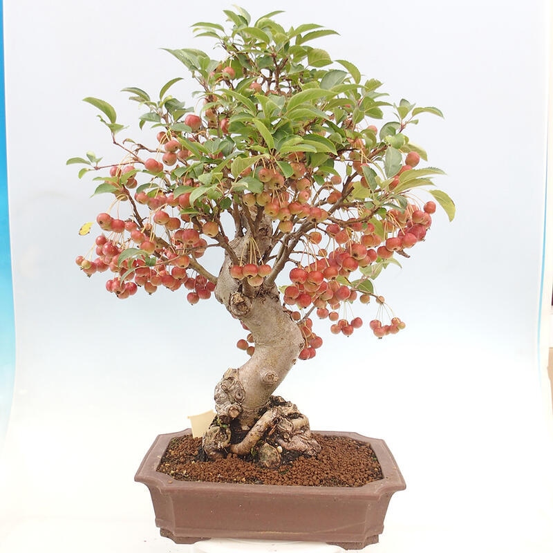 Bonsai im Freien - Malus halliana - Kleinfruchtiger Apfelbaum