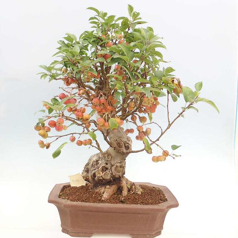 Bonsai im Freien - Malus halliana - Kleinfruchtiger Apfelbaum