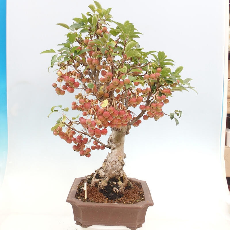 Bonsai im Freien - Malus halliana - Kleinfruchtiger Apfelbaum