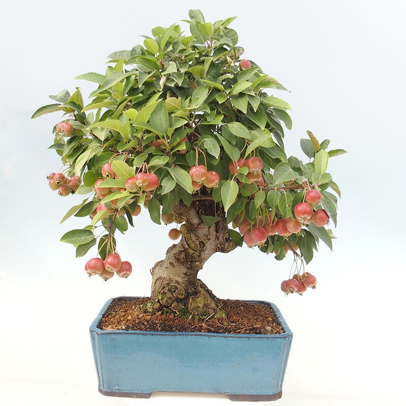 Bonsai im Freien - Malus halliana - Kleinfruchtiger Apfelbaum