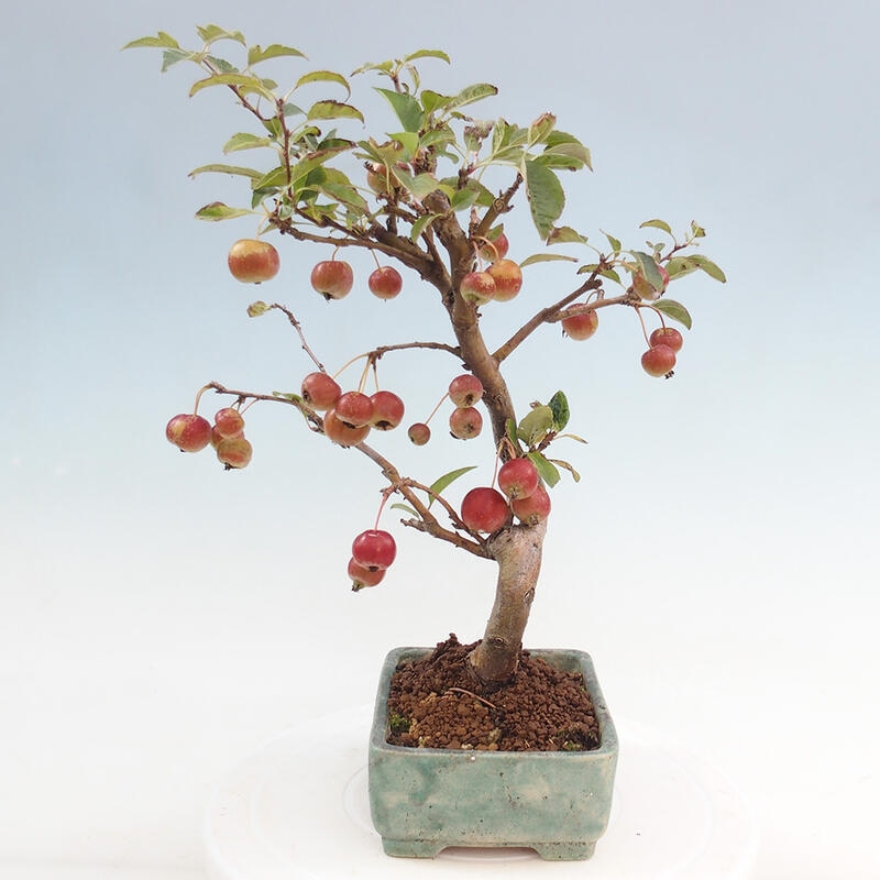 Bonsai im Freien - Malus halliana - Kleinfruchtiger Apfelbaum
