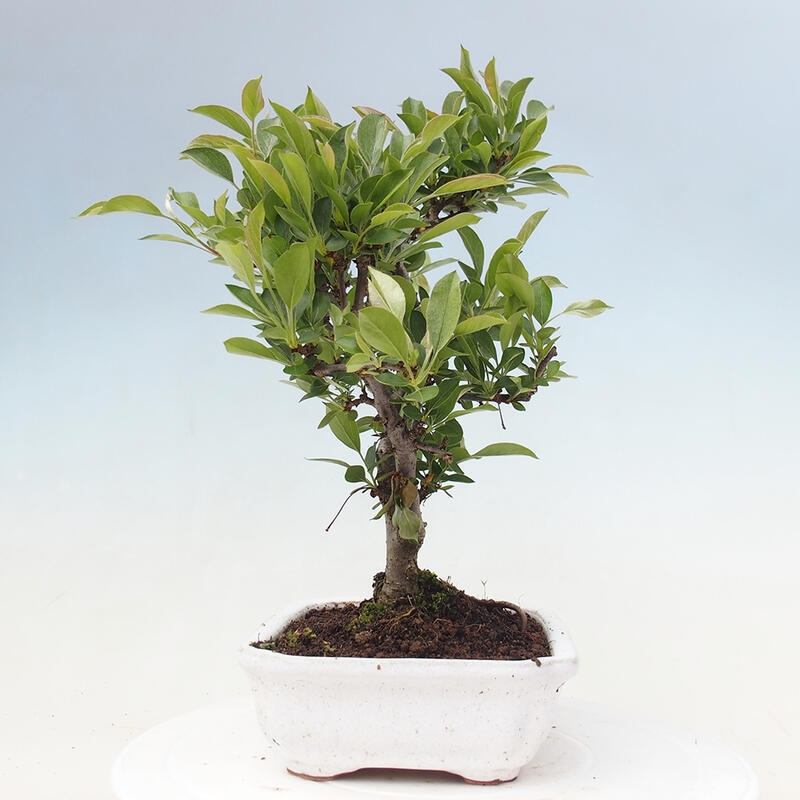 Freilandbonsai - Malus sargentii - Kleinfruchtiger Apfelbaum