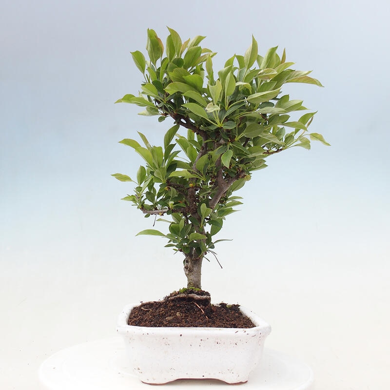 Freilandbonsai - Malus sargentii - Kleinfruchtiger Apfelbaum