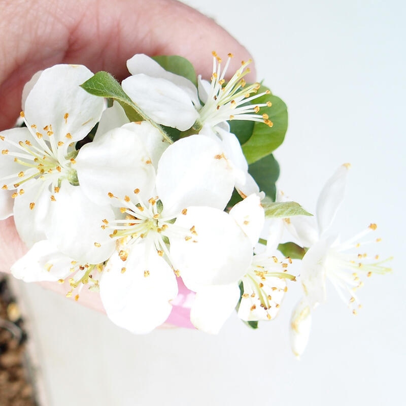 Outdoor Bonsai - Malus sargentii - Kleinfrüchtiger Apfelbaum