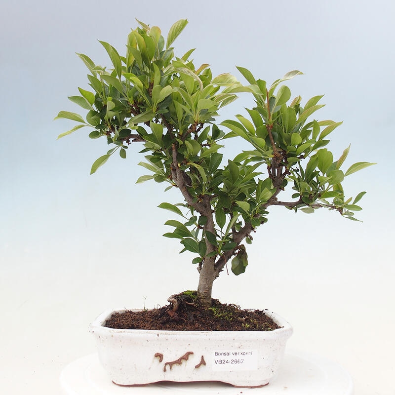Freilandbonsai - Malus sargentii - Kleinfruchtiger Apfelbaum