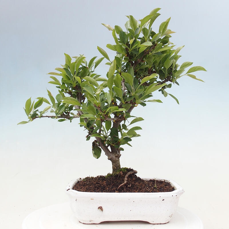 Freilandbonsai - Malus sargentii - Kleinfruchtiger Apfelbaum
