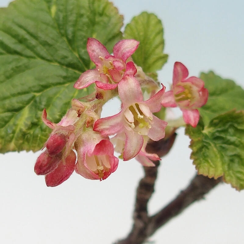 Bonsai im Freien - Blutmeruzalka - Ribes sanguneum