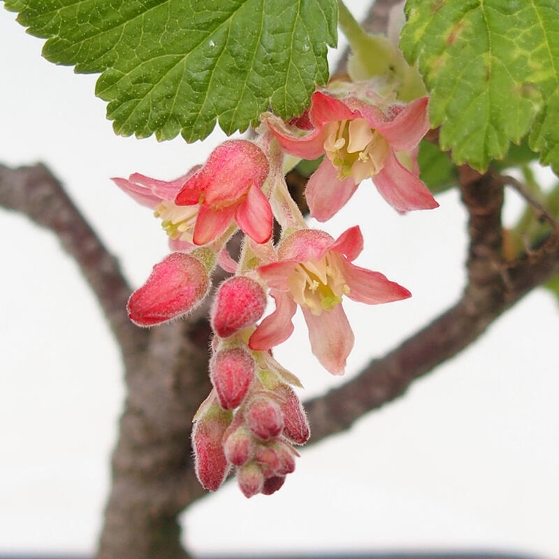 Bonsai im Freien - Blutmeruzalka - Ribes sanguneum