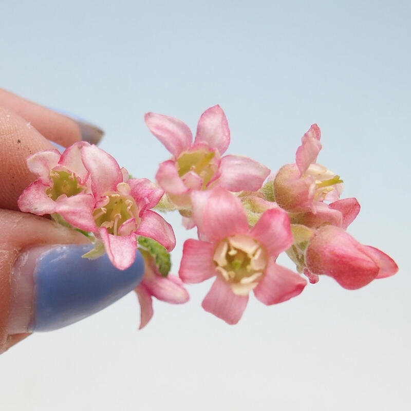 Bonsai im Freien - Blutmeruzalka - Ribes sanguneum