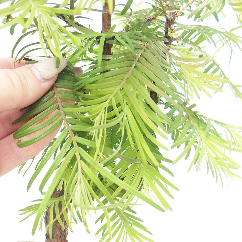 Bonsai im Freien - Metasequoia glyptostroboides - Chinesischer Metasequoia