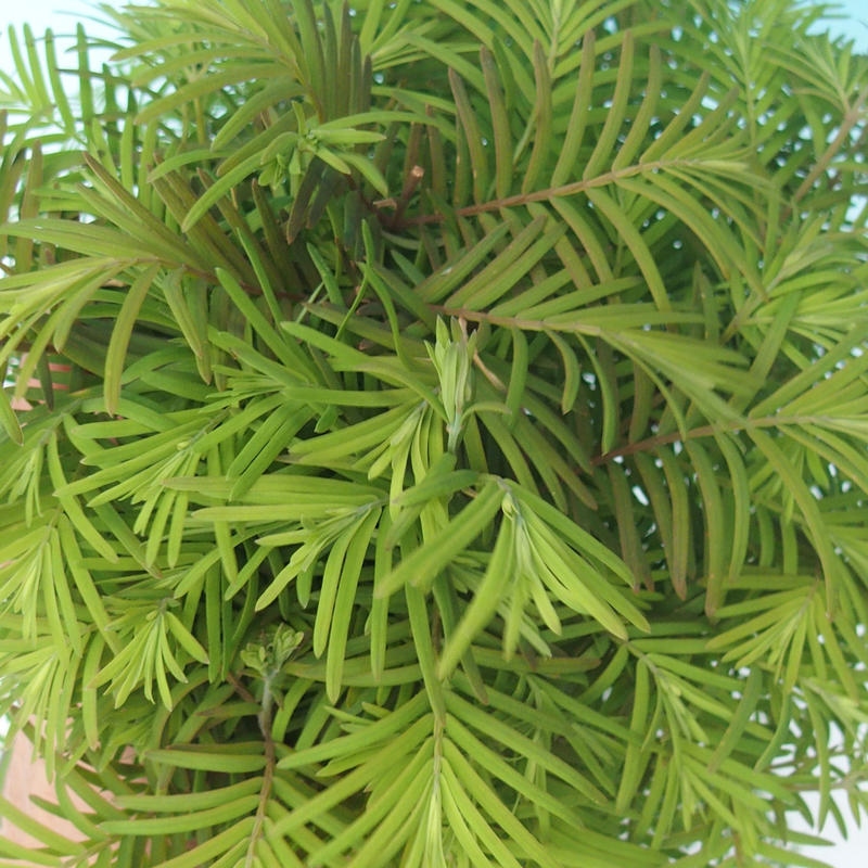 Bonsai im Freien - Metasequoia glyptostroboides - Chinesischer Metasequoia