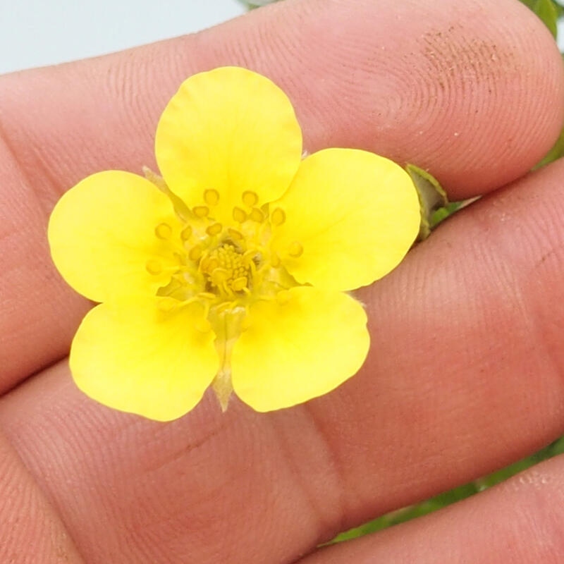 Outdoor-Bonsai-Fingerkraut - Potentila fruticosa gelber Vogel