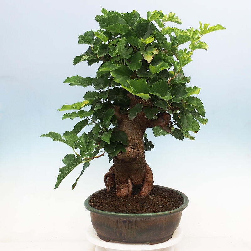 Bonsai im Freien - Morus alba - Maulbeere