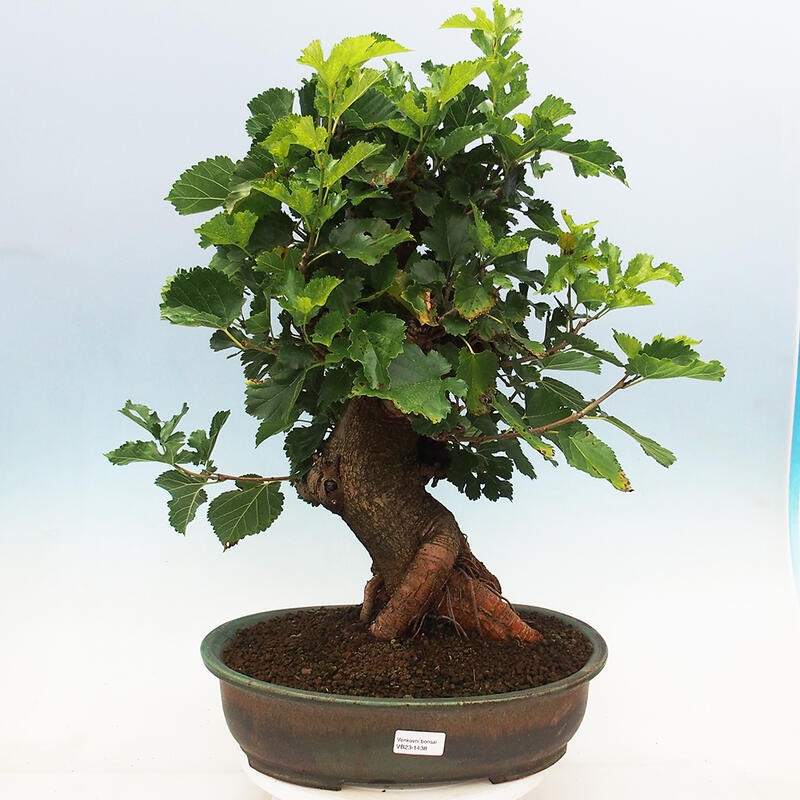 Bonsai im Freien - Morus alba - Maulbeere