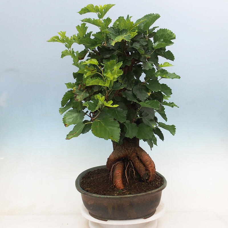 Bonsai im Freien - Morus alba - Maulbeere