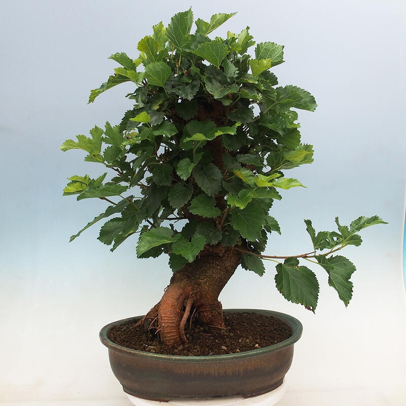 Bonsai im Freien - Morus alba - Maulbeere