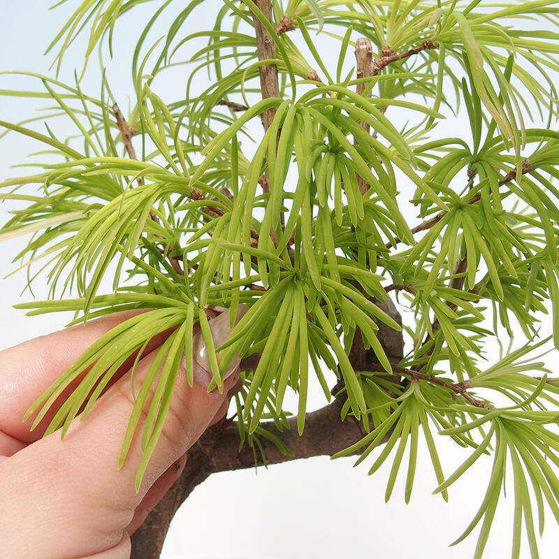 Bonsai im Freien - Löwenzahn - Pseudolarix amabis