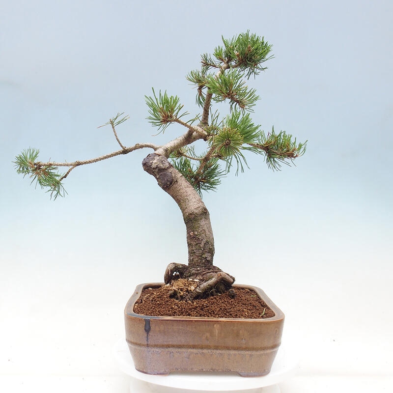 Bonsai im Freien - Pinus mugo - Kniende Kiefer