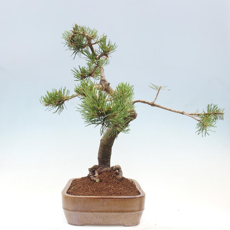 Bonsai im Freien - Pinus mugo - Kniende Kiefer