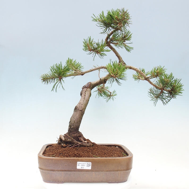 Bonsai im Freien - Pinus mugo - Kniende Kiefer