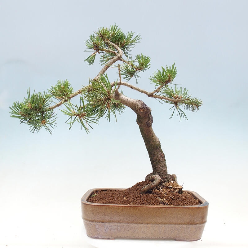 Bonsai im Freien - Pinus mugo - Kniende Kiefer