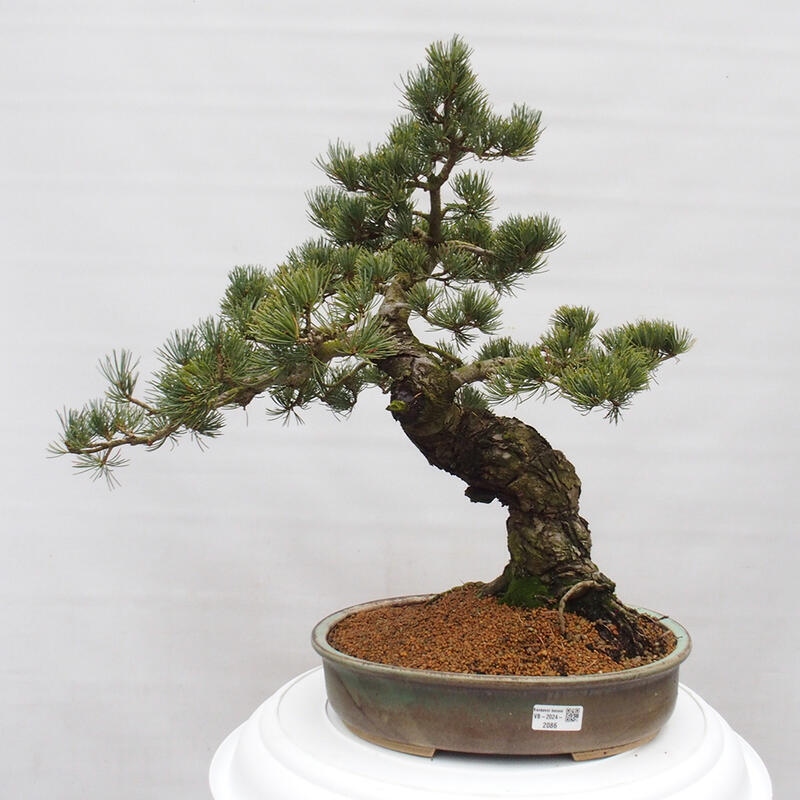 Bonsai im Freien - Pinus parviflora - kleine Kiefer