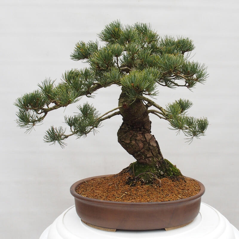 Bonsai im Freien - Pinus parviflora - kleine Kiefer