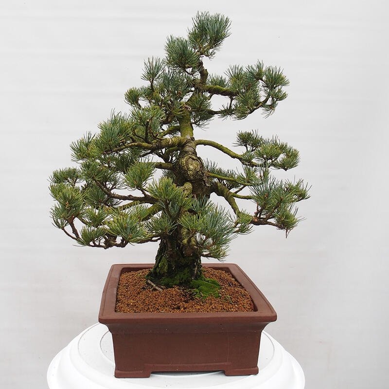 Bonsai im Freien - Pinus parviflora - kleine Kiefer