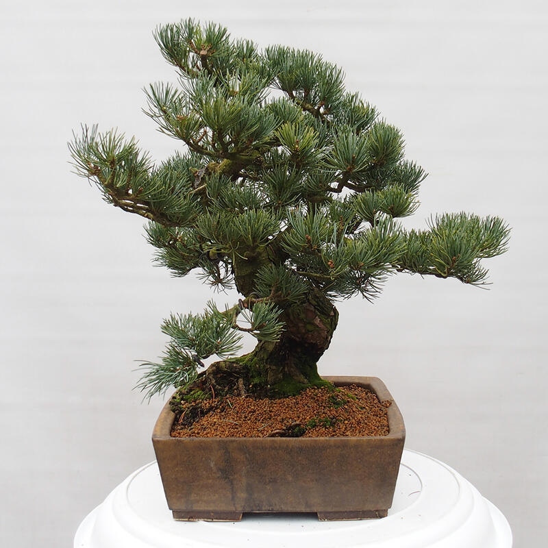 Bonsai im Freien - Pinus parviflora - kleine Kiefer