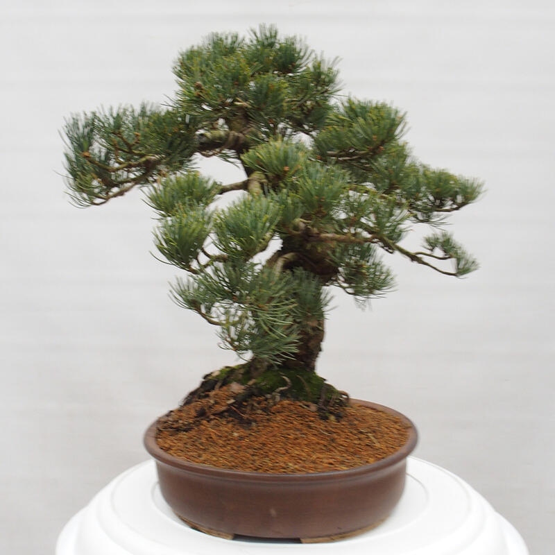 Bonsai im Freien - Pinus parviflora - kleine Kiefer