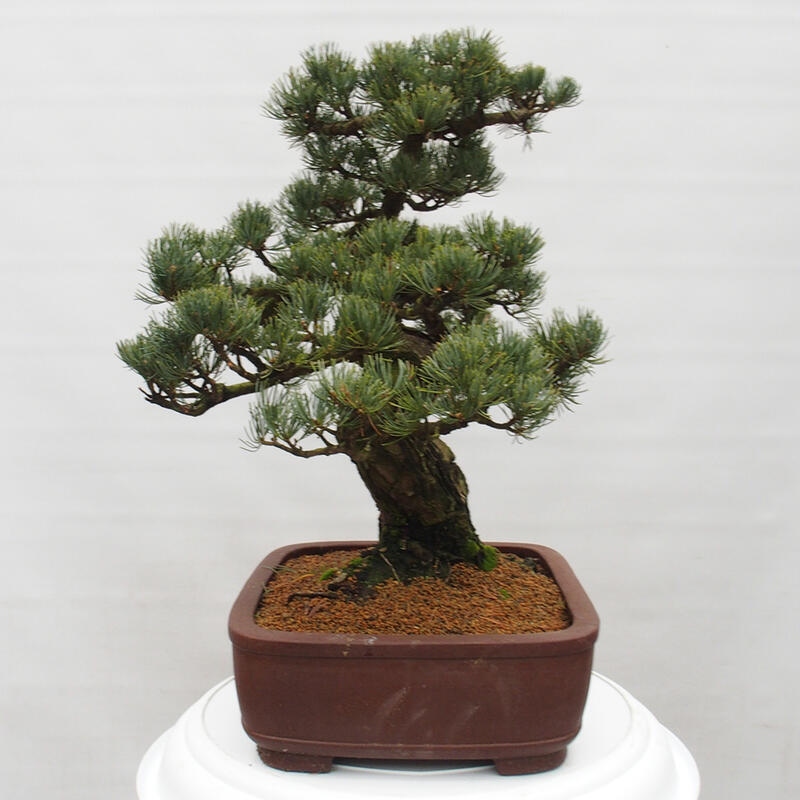 Bonsai im Freien - Pinus parviflora - kleine Kiefer