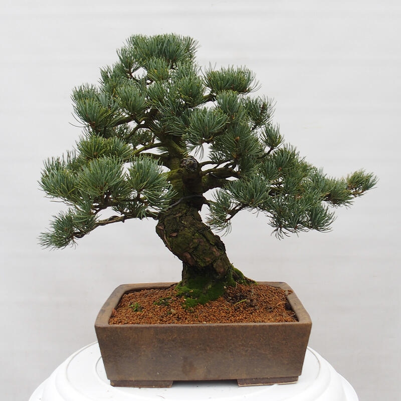 Bonsai im Freien - Pinus parviflora - kleine Kiefer