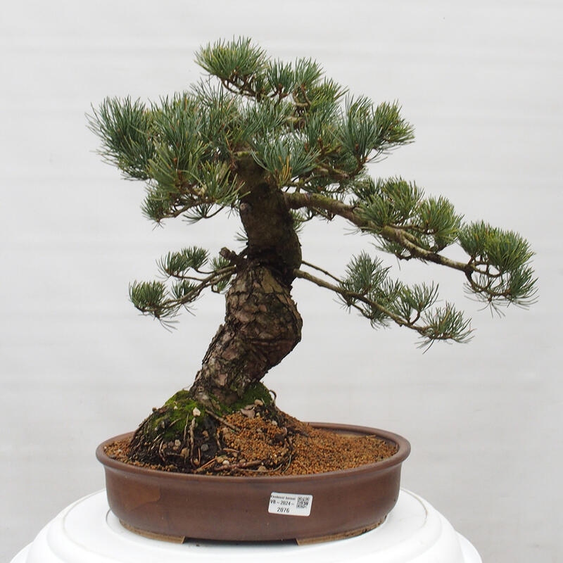 Bonsai im Freien - Pinus parviflora - kleine Kiefer