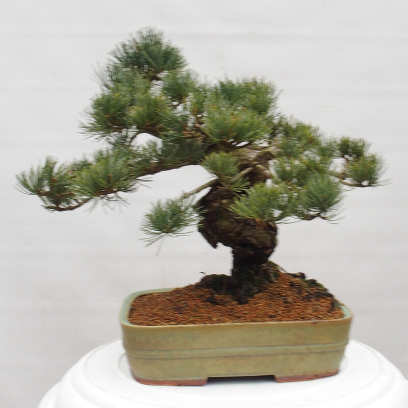 Bonsai im Freien - Pinus parviflora - kleine Kiefer