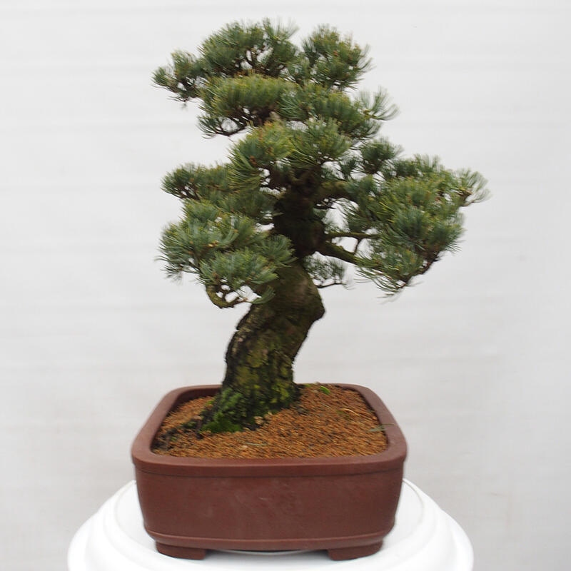 Bonsai im Freien - Pinus parviflora - kleine Kiefer