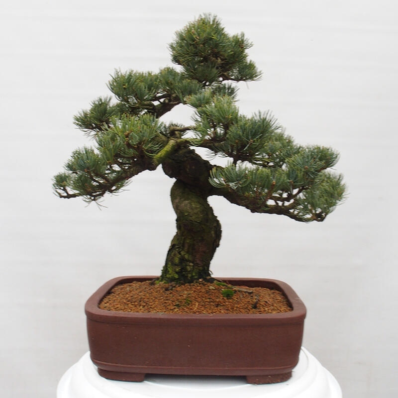Bonsai im Freien - Pinus parviflora - kleine Kiefer