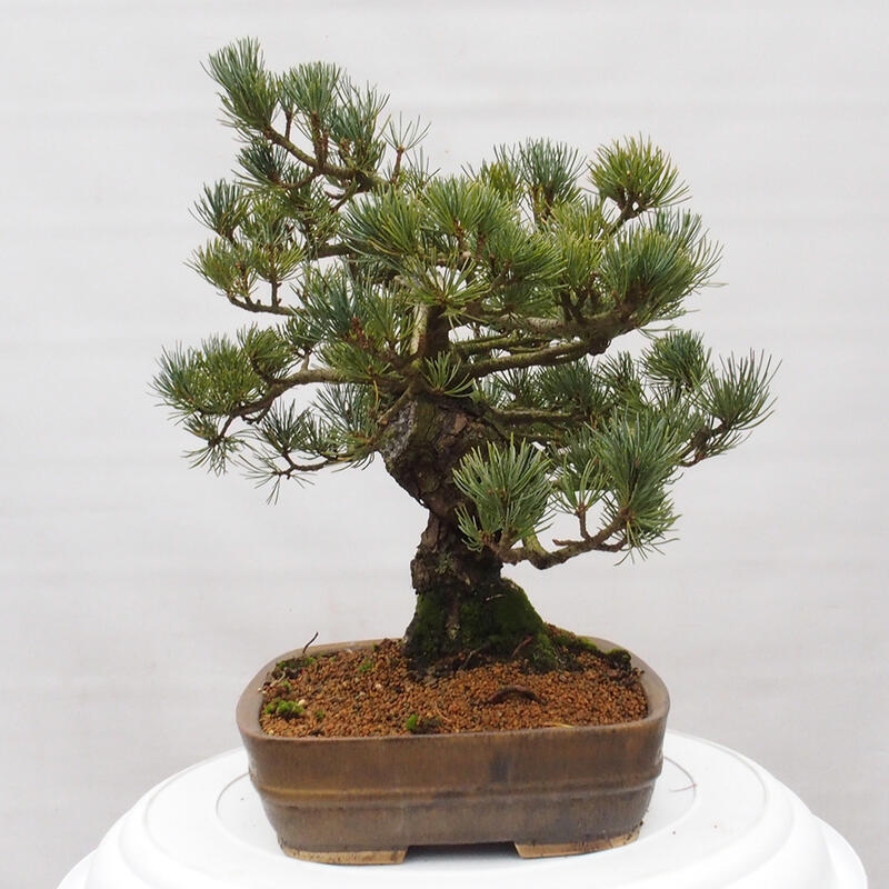 Bonsai im Freien - Pinus parviflora - kleine Kiefer