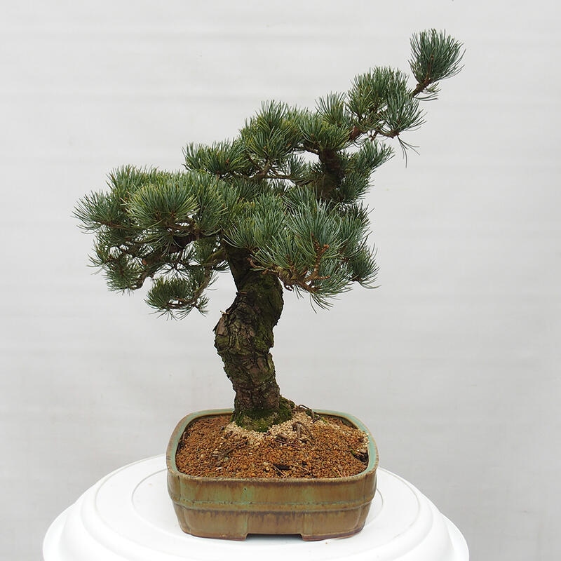 Bonsai im Freien - Pinus parviflora - kleine Kiefer