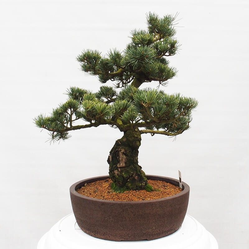 Bonsai im Freien - Pinus parviflora - kleine Kiefer