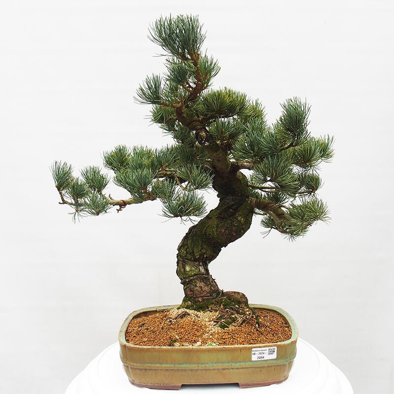 Bonsai im Freien - Pinus parviflora - kleine Kiefer