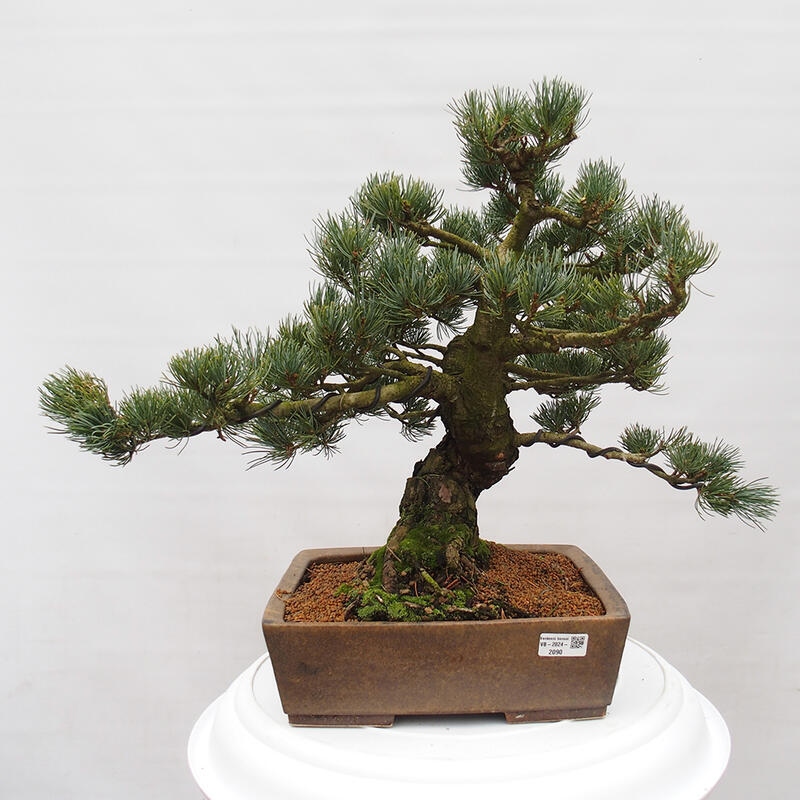 Bonsai im Freien - Pinus parviflora - kleine Kiefer