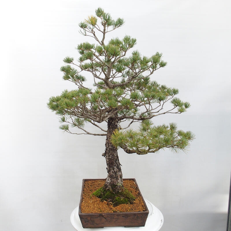 Bonsai im Freien - Pinus parviflora - kleine Kiefer