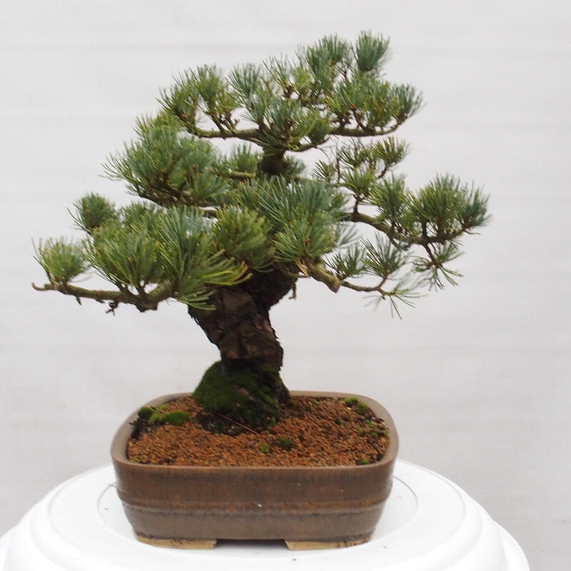 Bonsai im Freien - Pinus parviflora - kleine Kiefer