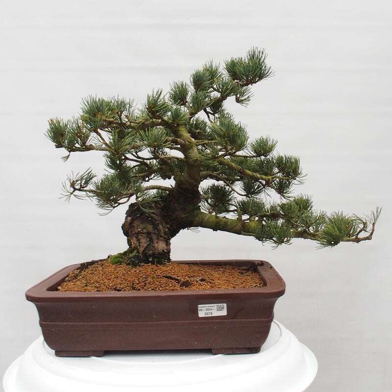 Bonsai im Freien - Pinus parviflora - kleine Kiefer