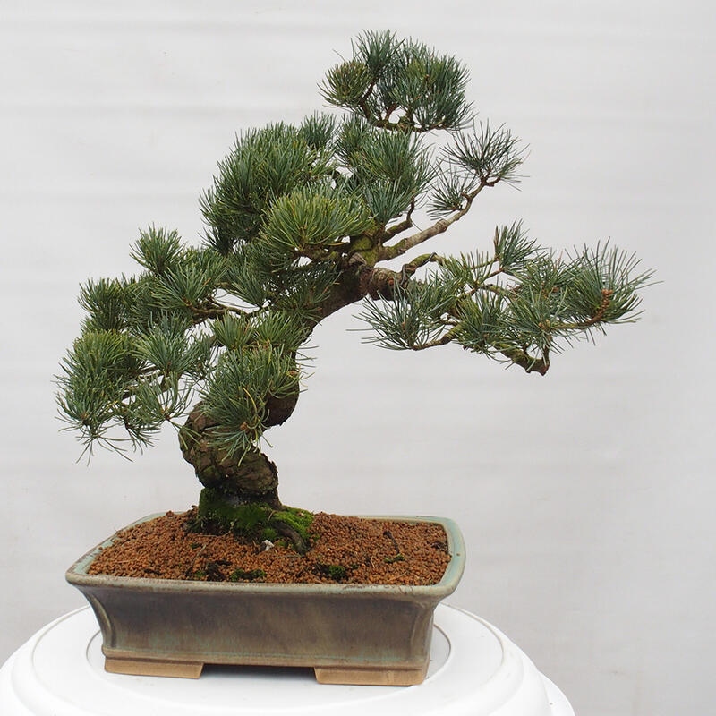 Bonsai im Freien - Pinus parviflora - kleine Kiefer