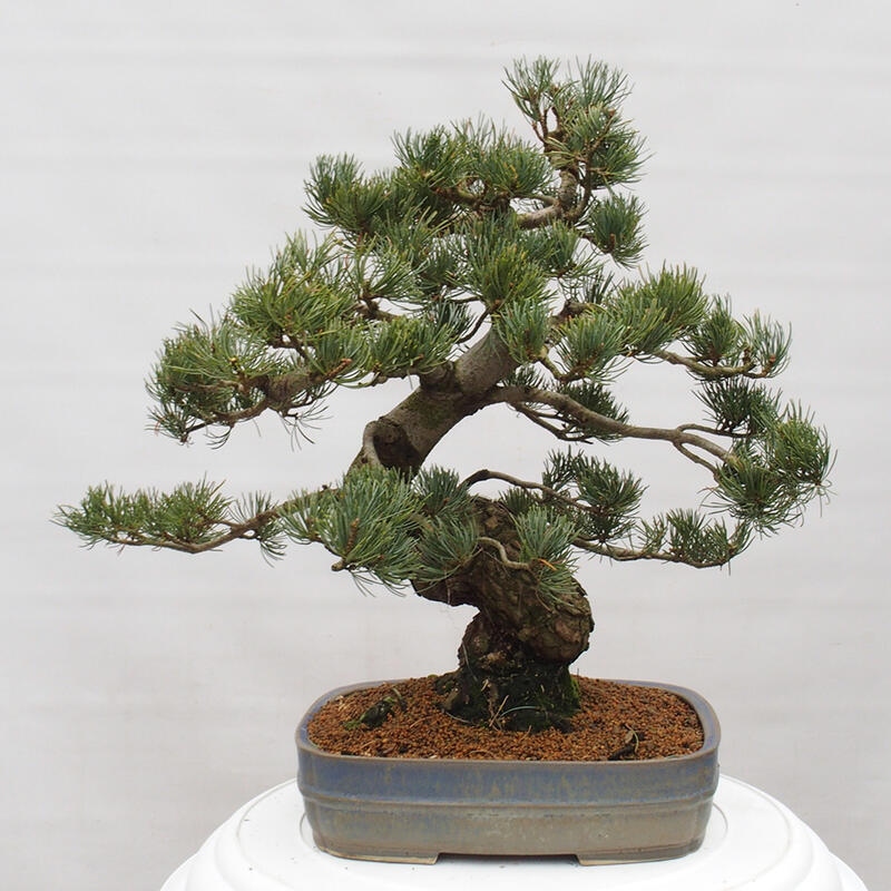 Bonsai im Freien - Pinus parviflora - kleine Kiefer
