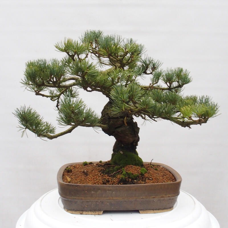 Bonsai im Freien - Pinus parviflora - kleine Kiefer