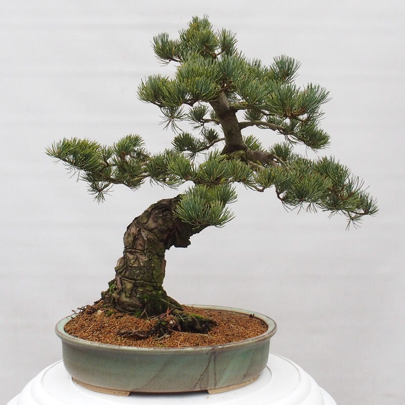 Bonsai im Freien - Pinus parviflora - kleine Kiefer