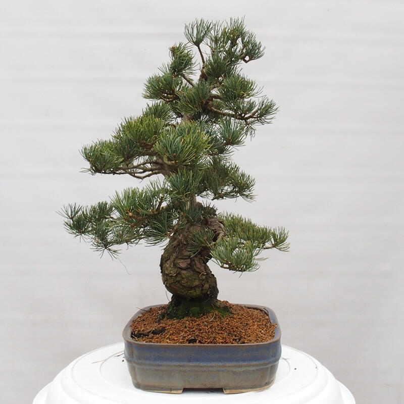 Bonsai im Freien - Pinus parviflora - kleine Kiefer